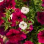 Combo – Jazzberry Jam – 10″ Hanging Basket